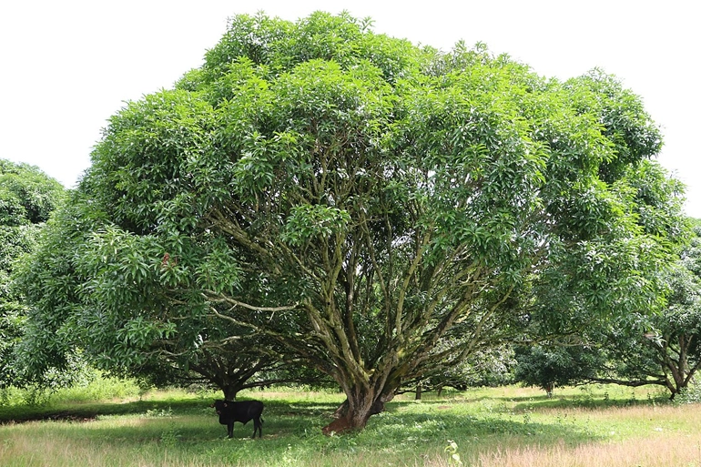 Mangófa – az egyik legfontosabb trópusi haszonnövény