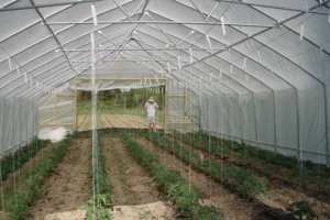 Az üvegház biztosítja a folyamatos termelést.
