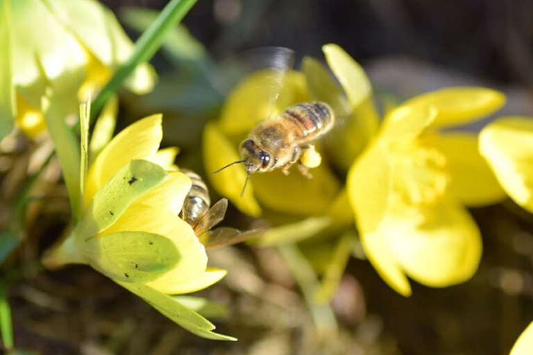 A növénytársulatok teret adnak különböző állatfajok természetes élőhelyének is, sőt, bizonyos fajok, így például a méhpopulációk regenerálódáshoz is hozzájárulnak. 