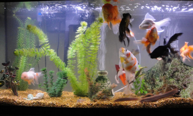 Egy cseppnyi tenger – akvárium a lakásban