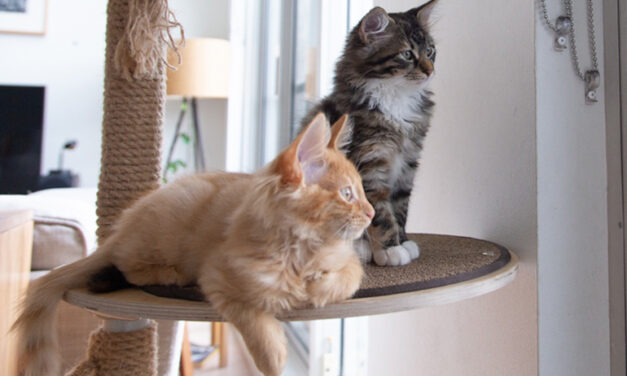 Macska a lakásban – állatbarát lakberendezés
